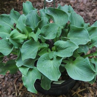 Hosta 'Dancing Mouse' Hosta 'Dancing Mouse'